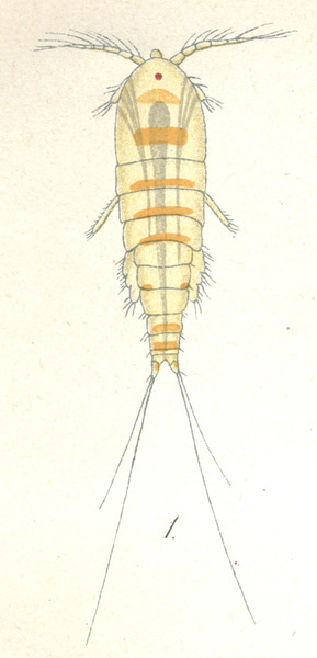 Harpacticus uniremis from Brian, A 1906 Harpacticus uniremis from Brian, A 1906