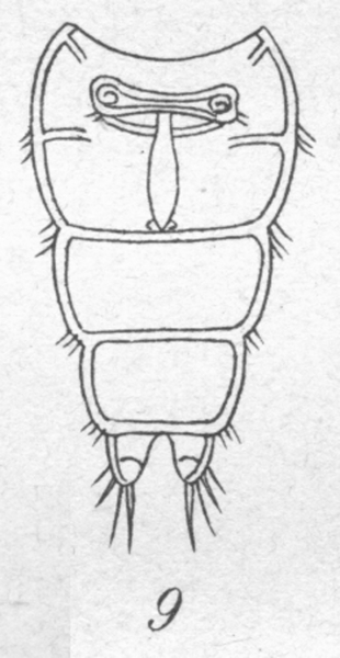 Harpacticus uniremis from Brian, A 1906 Harpacticus uniremis from Brian, A 1906