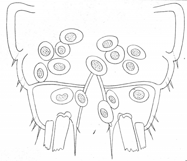 Harpacticus uniremis from Brian, A 1921 Harpacticus uniremis from Brian, A 1921