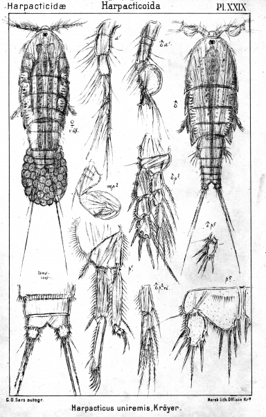 Harpacticus uniremis from Sars, G.O. 1904 Harpacticus uniremis from Sars, G.O. 1904