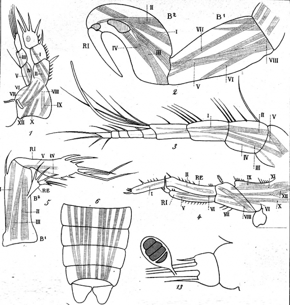 Harpacticus uniremis from Brian, A 1906 Harpacticus uniremis from Brian, A 1906