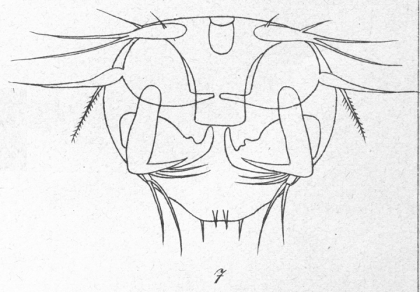 Harpacticus uniremis from Brian, A 1906 Harpacticus uniremis from Brian, A 1906