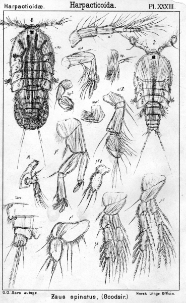 Zaus spinatus from Sars, G.O. 1904 Zaus spinatus from Sars, G.O. 1904