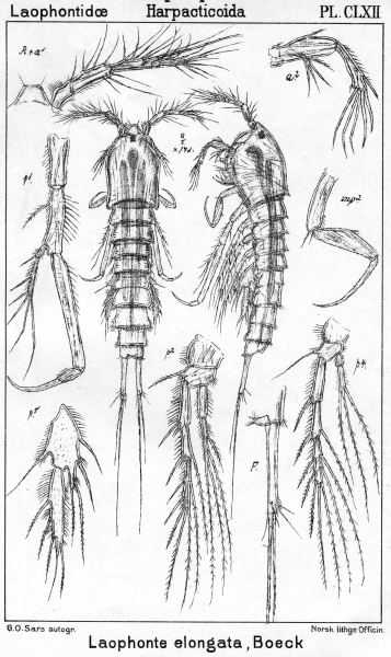 Laophonte elongata from Sars, G.O. 1908 Laophonte elongata from Sars, G.O. 1908