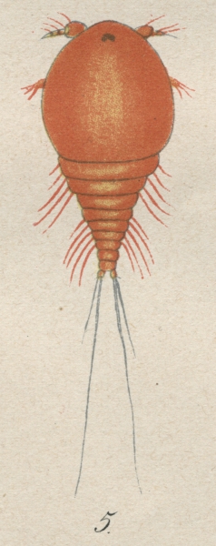 Metis ignea from Brian, A 1906 Metis ignea from Brian, A 1906