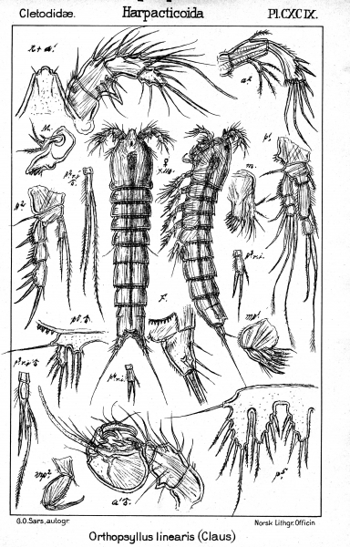 Orthopsyllus linearis from Sars, G.O. 1909 Orthopsyllus linearis from Sars, G.O. 1909