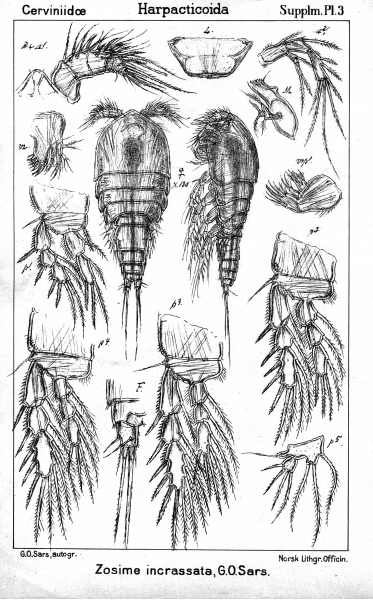 Zosime incrassata from Sars, G.O. 1911 Zosime incrassata from Sars, G.O. 1911