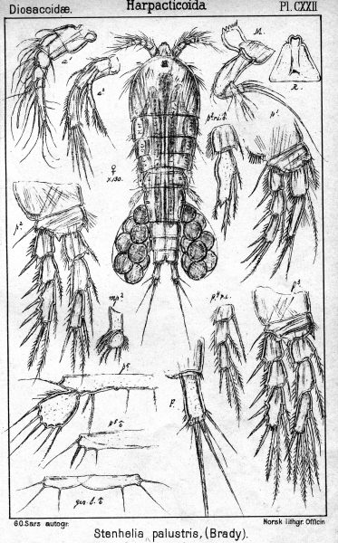 Stenhelia palustris from Sars, G.O. 1906 Stenhelia palustris from Sars, G.O. 1906