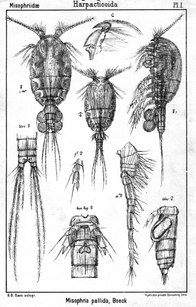 Misophria pallida from Sars, G.O. 1903 Misophria pallida from Sars, G.O. 1903