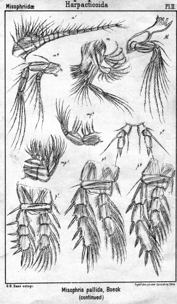 Misophria pallida from Sars, G.O. 1903 Misophria pallida from Sars, G.O. 1903