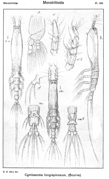 Cymbasoma longispinosum from Sars, G.O. 1921 Cymbasoma longispinosum from Sars, G.O. 1921