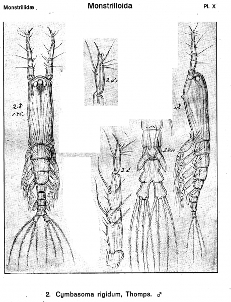 Cymbasoma rigidum from Sars, G.O. 1921 Cymbasoma rigidum from Sars, G.O. 1921