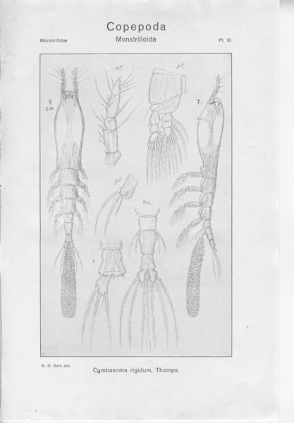 Cymbasoma rigidum from Sars, G.O. 1921 Cymbasoma rigidum from Sars, G.O. 1921