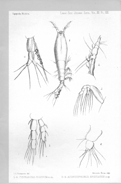Cymbasoma rigidum from Thompson 1888 Cymbasoma rigidum from Thompson 1888
