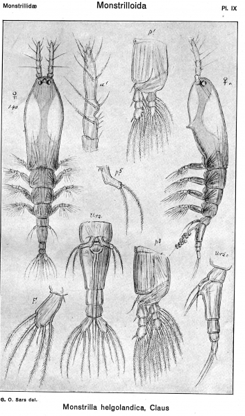 Monstrilla helgolandica from Sars, G.O. 1921 Monstrilla helgolandica from Sars, G.O. 1921