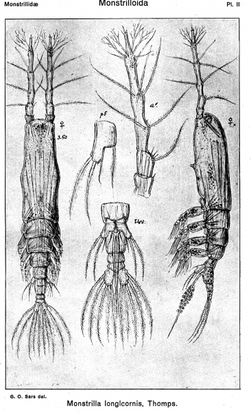 Monstrilla longicornis from Sars, G.O. 1921 Monstrilla longicornis from Sars, G.O. 1921