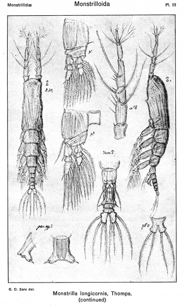 Monstrilla longicornis from Sars, G.O. 1921 Monstrilla longicornis from Sars, G.O. 1921