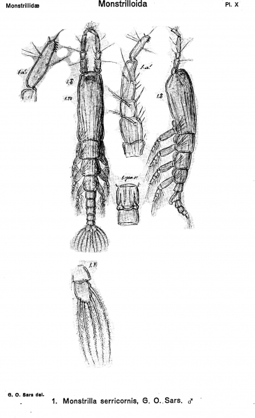 Monstrilla serricornis from Sars, G.O. 1921 Monstrilla serricornis from Sars, G.O. 1921