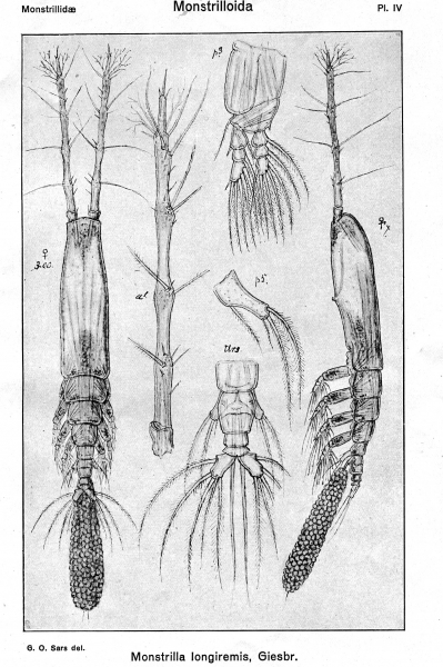 Monstrilla longiremis from Sars, G.O. 1921 Monstrilla longiremis from Sars, G.O. 1921