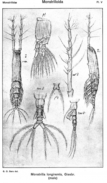 Monstrilla longiremis from Sars, G.O. 1921 Monstrilla longiremis from Sars, G.O. 1921