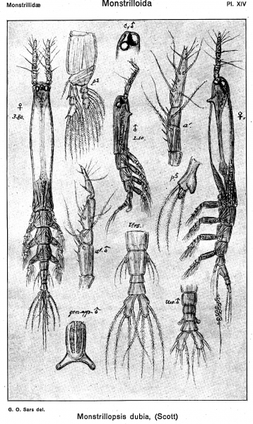 Monstrillopsis dubia dubioides from Sars, G.O. 1921 Monstrillopsis dubia dubioides from Sars, G.O. 1921