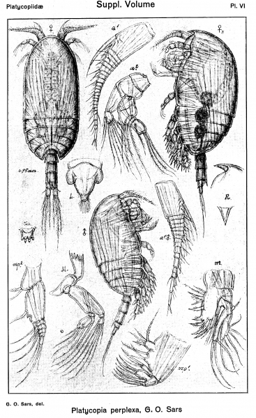 Platycopia perplexa from Sars, G.O. 1919 Platycopia perplexa from Sars, G.O. 1919