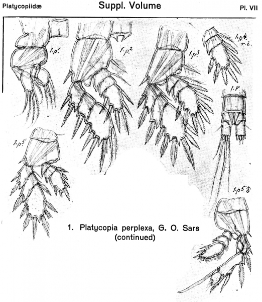 Platycopia perplexa from Sars, G.O. 1919 Platycopia perplexa from Sars, G.O. 1919