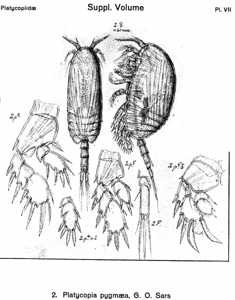 Platycopia pygmaea from Sars, G.O. 1919 Platycopia pygmaea from Sars, G.O. 1919