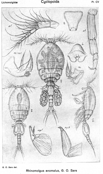 Rhinomolgus anomalus from Sars, G.O. 1918 Rhinomolgus anomalus from Sars, G.O. 1918