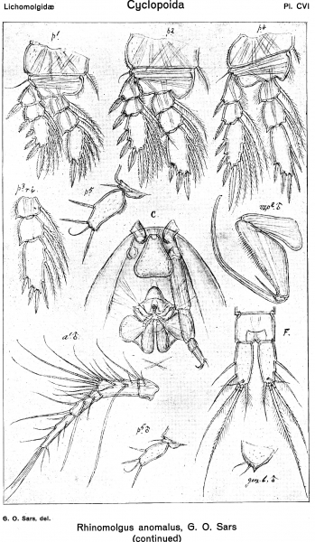 Rhinomolgus anomalus from Sars, G.O. 1918 Rhinomolgus anomalus from Sars, G.O. 1918