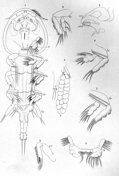 Pseudoeucanthus alosae from Brian, A 1906 Pseudoeucanthus alosae from Brian, A 1906