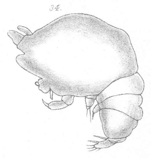 Chondracanthus ornatus from Scott, T 1902 Chondracanthus ornatus from Scott, T 1902