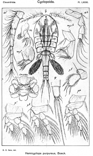 Hemicyclops purpureus from Sars, G.O. 1917 Hemicyclops purpureus from Sars, G.O. 1917