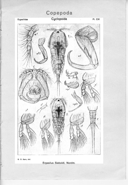 Ergasilus sieboldi from Sars, G.O. 1918 Ergasilus sieboldi from Sars, G.O. 1918