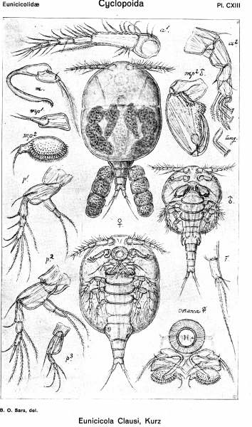 Eunicicola clausi from Sars, G.O. 1918 Eunicicola clausi from Sars, G.O. 1918