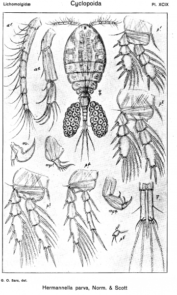 Herrmannella parva from Sars, G.O. 1918 Herrmannella parva from Sars, G.O. 1918