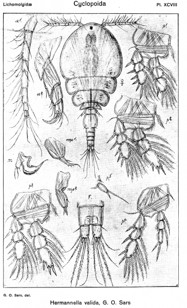 Herrmannella valida from Sars, G.O. 1918 Herrmannella valida from Sars, G.O. 1918