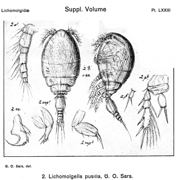 Lichomolgella pusilla from Sars, G.O. 1918 Lichomolgella pusilla from Sars, G.O. 1918