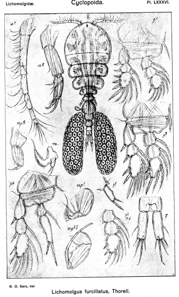 Lichomolgus furcillatus from Sars, G.O. 1917 Lichomolgus furcillatus from Sars, G.O. 1917