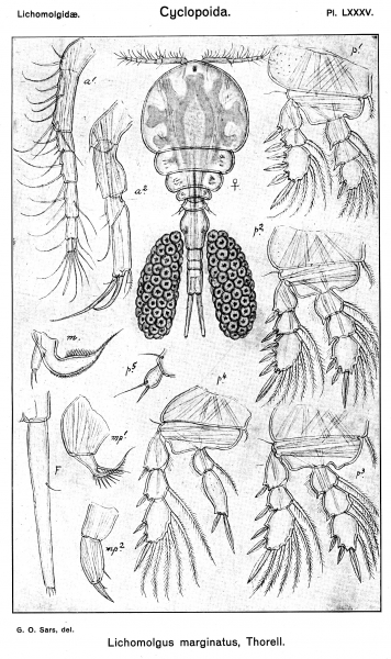 Lichomolgus marginatus from Sars, G.O. 1917 Lichomolgus marginatus from Sars, G.O. 1917