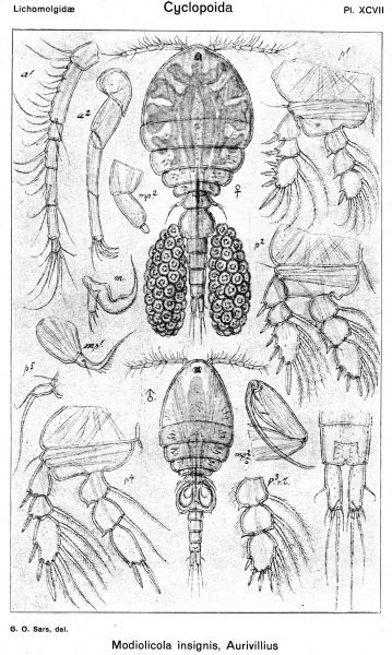 Modiolicola insignis from Sars, G.O. 1918 Modiolicola insignis from Sars, G.O. 1918