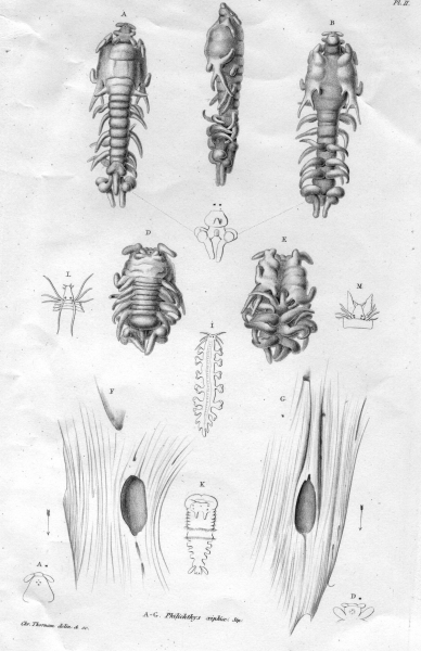 Philichthys xiphiae from Steenstrup 1862 Philichthys xiphiae from Steenstrup 1862