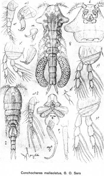 Conchocheres malleolatus from Sars, G.O. 1918 Conchocheres malleolatus from Sars, G.O. 1918