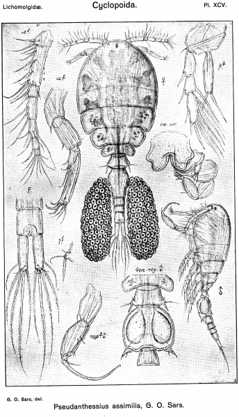 Pseudanthessius assimilis from Sars, G.O. 1917 Pseudanthessius assimilis from Sars, G.O. 1917