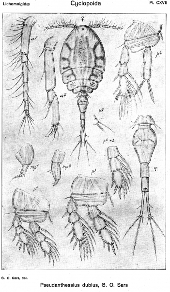 Pseudanthessius dubius from Sars, G.O. 1918 Pseudanthessius dubius from Sars, G.O. 1918