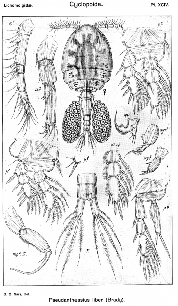 Pseudanthessius liber from Sars, G.O. 1917 Pseudanthessius liber from Sars, G.O. 1917