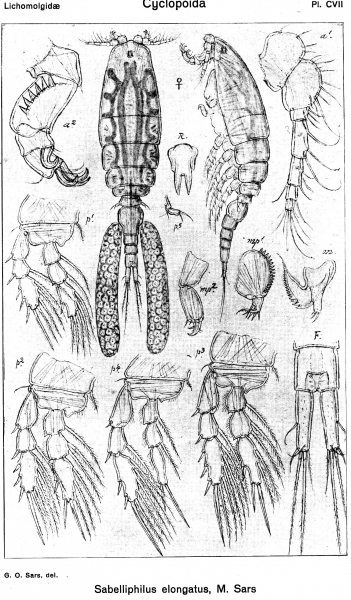 Sabelliphilus elongatus from Sars, G.O. 1918 Sabelliphilus elongatus from Sars, G.O. 1918