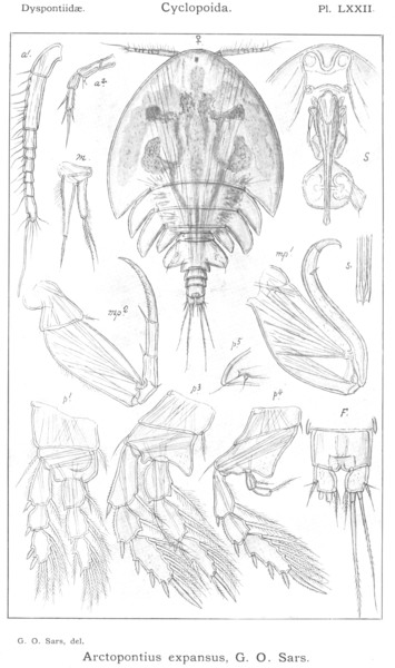Arctopontius expansus from Sars, G.O. 1915 Arctopontius expansus from Sars, G.O. 1915