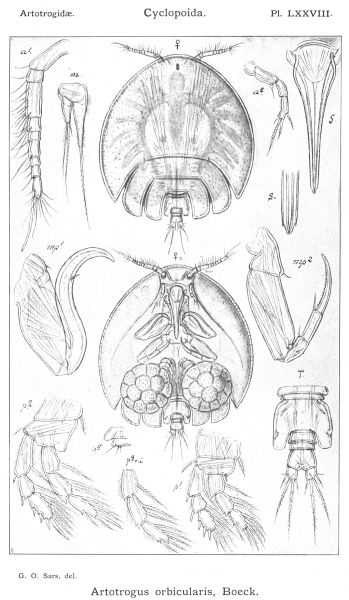 Artotrogus orbicularis from Sars, G.O. 1915 Artotrogus orbicularis from Sars, G.O. 1915