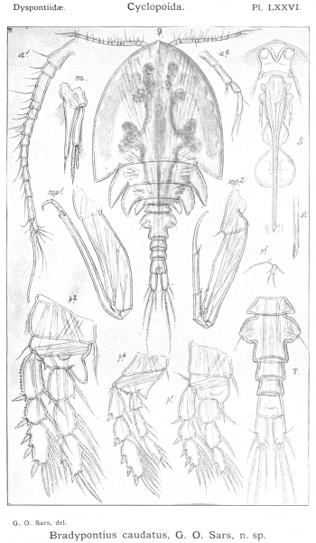 Bradypontius caudatus from Sars, G.O. 1915 Bradypontius caudatus from Sars, G.O. 1915